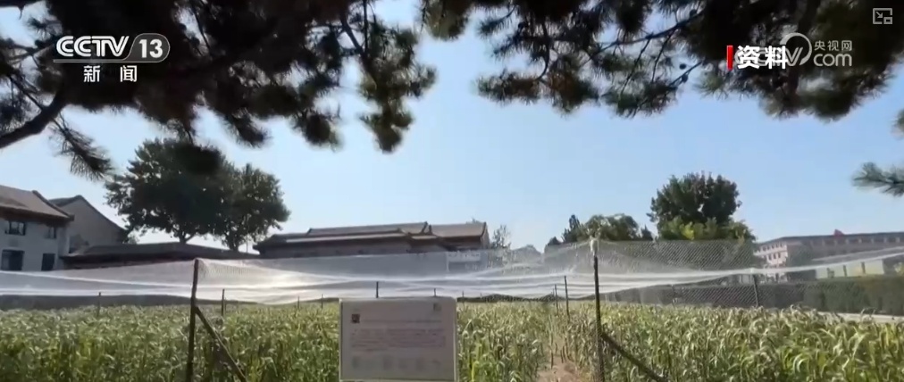 文化中国行 | 抓一把祈愿丰收的耤田土 看古代粮仓里的智慧 文化中国行 | 抓一把祈愿丰收的耤田土 看古代粮仓里的智慧