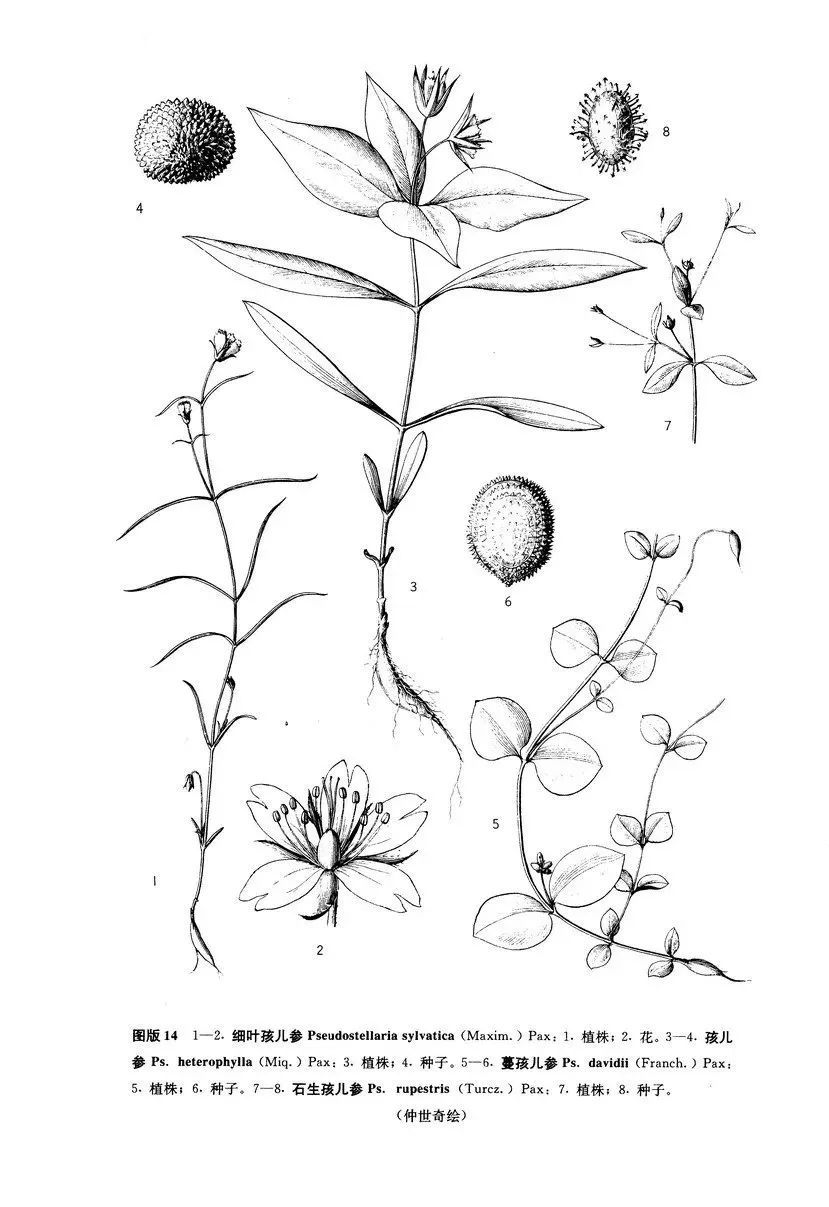 秋冬季孩子健脾润肺,这个新物种家族实乃上乘! 秋冬季孩子健脾润肺,这个新物种家族实乃上乘!