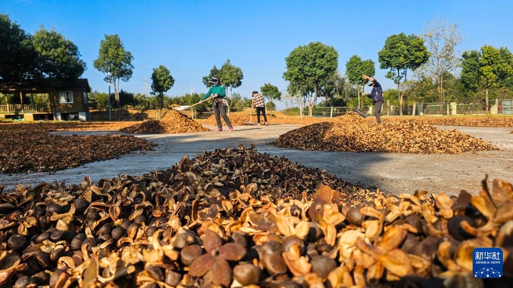 湖南常宁：茶油飘香