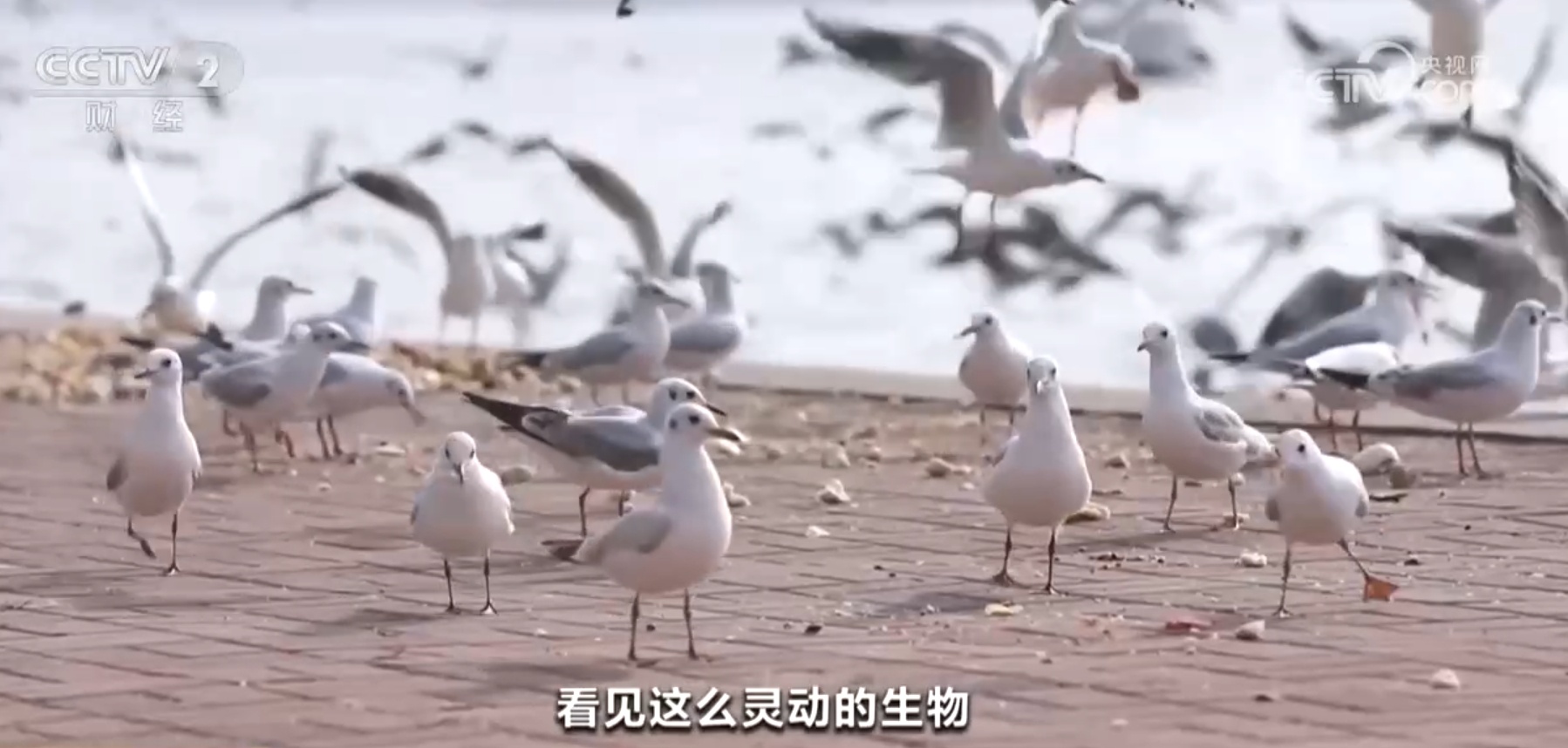 众鸟翔集、彩鹮觅食、雪豹“入镜” 美丽中国画卷在绿水青山间徐徐铺展 众鸟翔集、彩鹮觅食、雪豹“入镜” 美丽中国画卷在绿水青山间徐徐铺展
