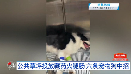 事发武汉小区 有人投毒致4条宠物狗死亡