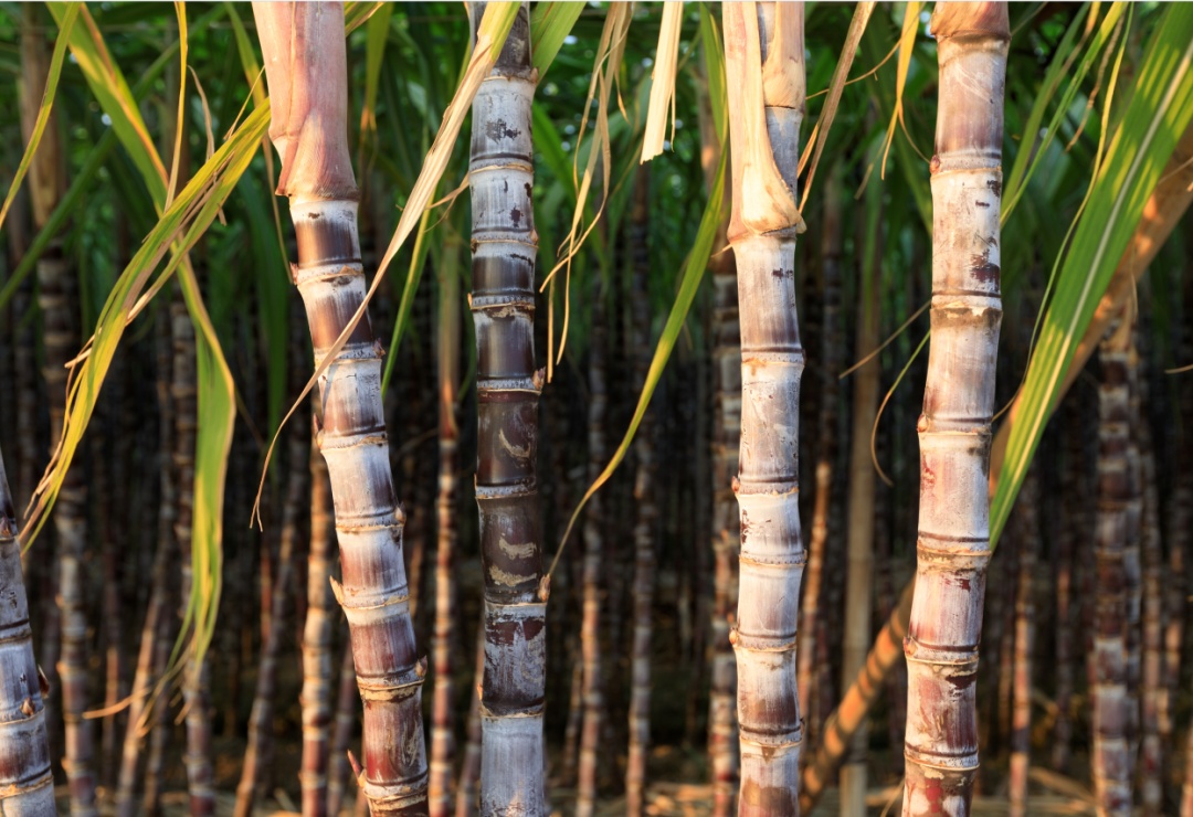 如何做出中国“第一串”冰糖葫芦? 如何做出中国“第一串”冰糖葫芦?