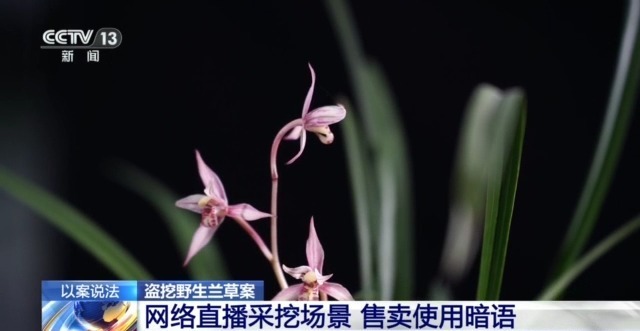 在山里直播采挖野生兰草还敢进行售卖?违法! 在山里直播采挖野生兰草还敢进行售卖?违法!