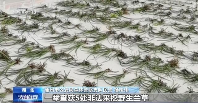 在山里直播采挖野生兰草还敢进行售卖?违法! 在山里直播采挖野生兰草还敢进行售卖?违法!