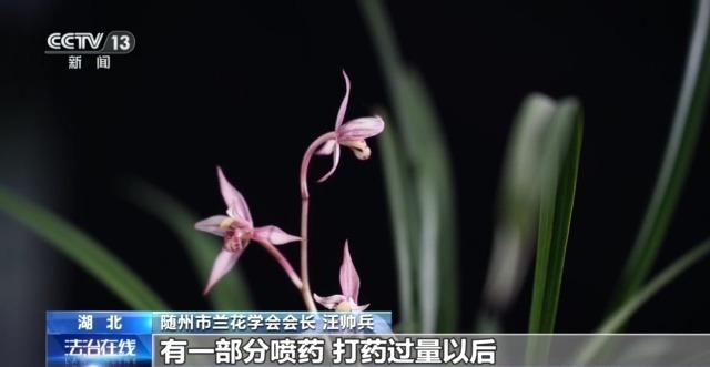 在山里直播采挖野生兰草还敢进行售卖?违法! 在山里直播采挖野生兰草还敢进行售卖?违法!