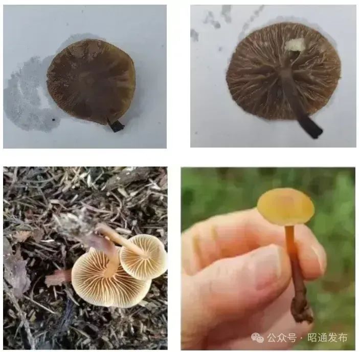 警惕!不要吃!这种致命毒菌正迎来生长旺季 警惕!不要吃!这种致命毒菌正迎来生长旺季