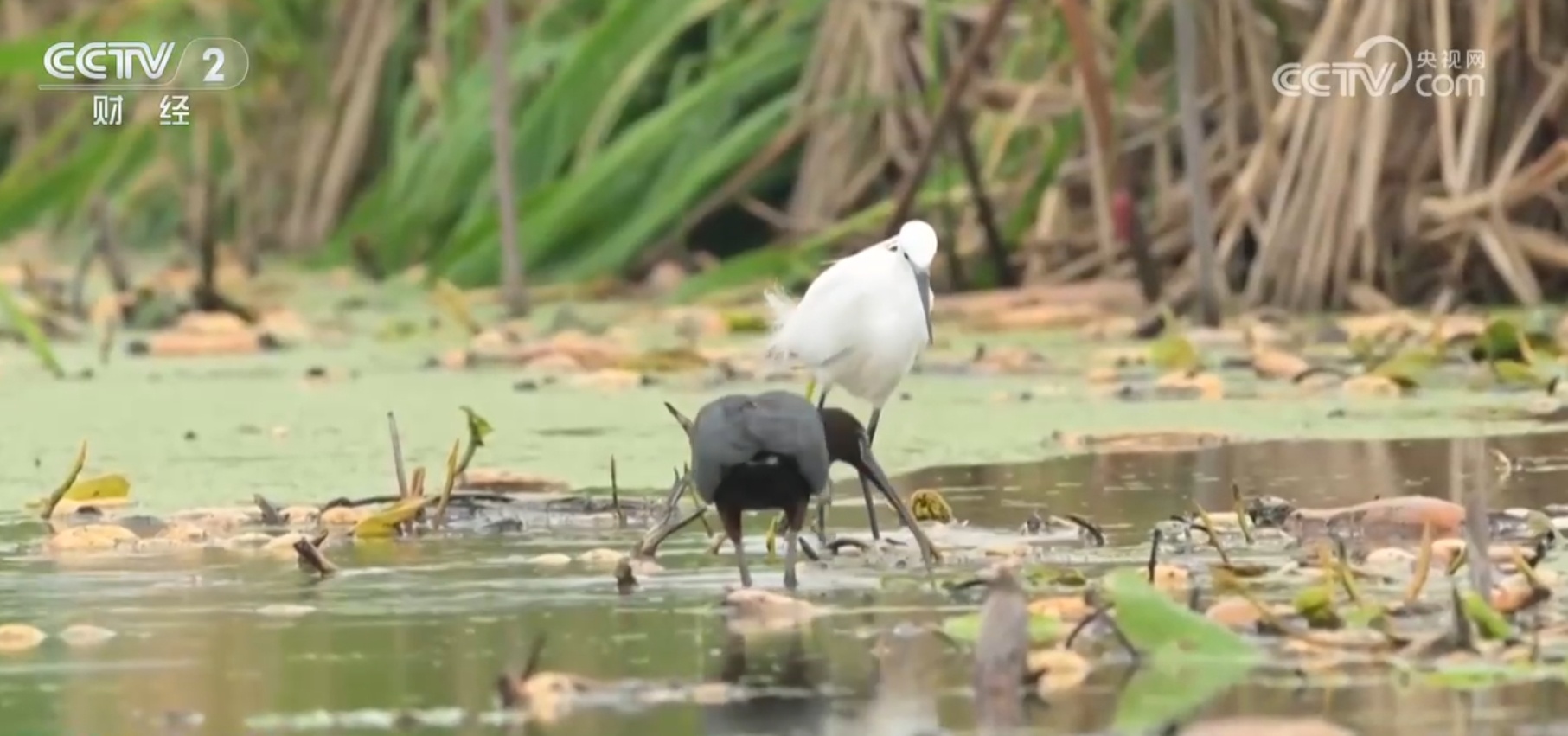 众鸟翔集、彩鹮觅食、雪豹“入镜” 美丽中国画卷在绿水青山间徐徐铺展 众鸟翔集、彩鹮觅食、雪豹“入镜” 美丽中国画卷在绿水青山间徐徐铺展
