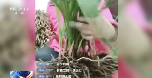 在山里直播采挖野生兰草还敢进行售卖?违法! 在山里直播采挖野生兰草还敢进行售卖?违法!