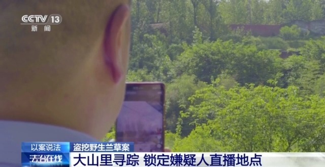 在山里直播采挖野生兰草还敢进行售卖?违法! 在山里直播采挖野生兰草还敢进行售卖?违法!