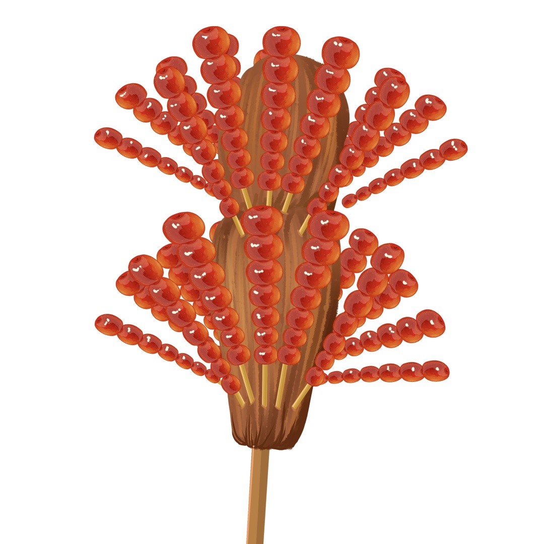 如何做出中国“第一串”冰糖葫芦? 如何做出中国“第一串”冰糖葫芦?