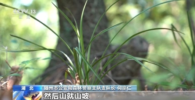 在山里直播采挖野生兰草还敢进行售卖?违法! 在山里直播采挖野生兰草还敢进行售卖?违法!