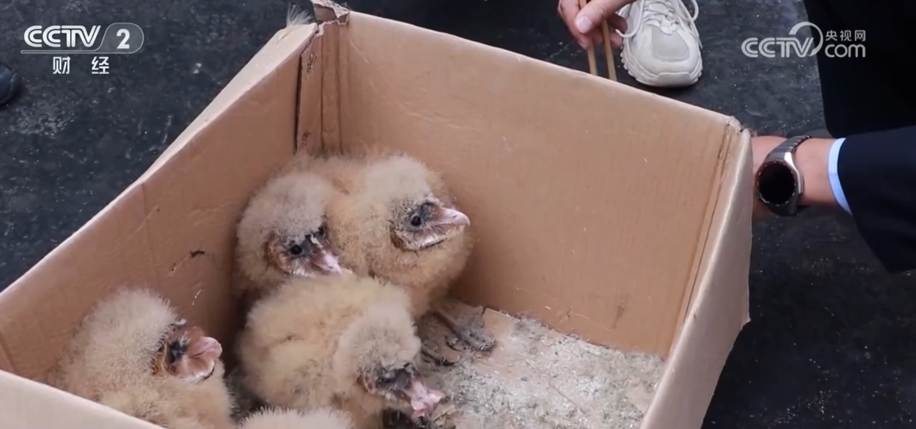 众鸟翔集、彩鹮觅食、雪豹“入镜” 美丽中国画卷在绿水青山间徐徐铺展 众鸟翔集、彩鹮觅食、雪豹“入镜” 美丽中国画卷在绿水青山间徐徐铺展