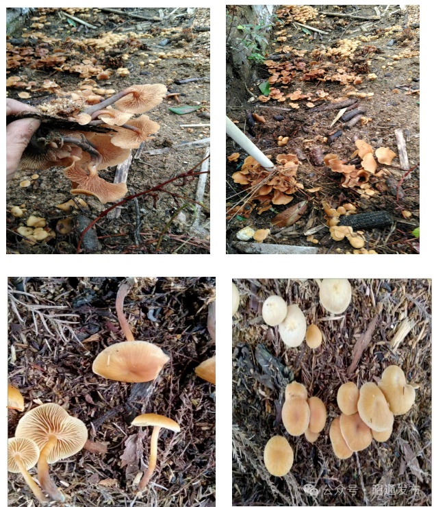 警惕!不要吃!这种致命毒菌正迎来生长旺季 警惕!不要吃!这种致命毒菌正迎来生长旺季