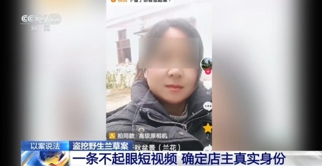 在山里直播采挖野生兰草还敢进行售卖?违法! 在山里直播采挖野生兰草还敢进行售卖?违法!