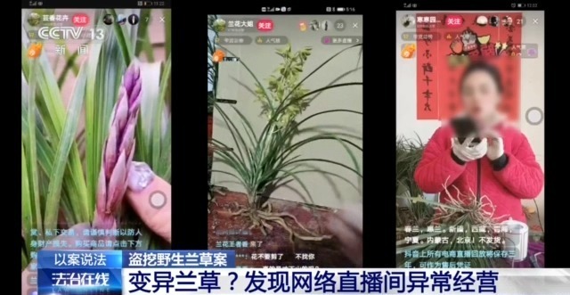 在山里直播采挖野生兰草还敢进行售卖?违法! 在山里直播采挖野生兰草还敢进行售卖?违法!