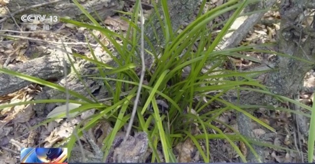 在山里直播采挖野生兰草还敢进行售卖?违法! 在山里直播采挖野生兰草还敢进行售卖?违法!