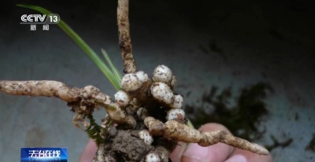 在山里直播采挖野生兰草还敢进行售卖?违法! 在山里直播采挖野生兰草还敢进行售卖?违法!