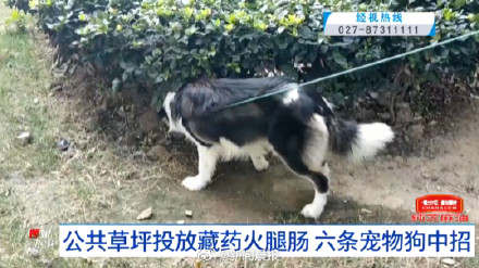 事发武汉小区 有人投毒致4条宠物狗死亡