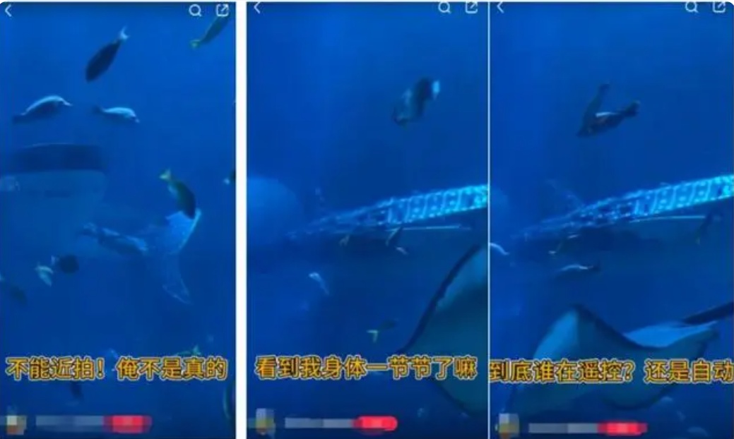 海洋馆的鲸鲨竟然是“机器鱼”！真相让人揪心…