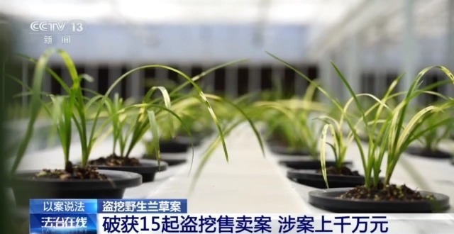 在山里直播采挖野生兰草还敢进行售卖?违法! 在山里直播采挖野生兰草还敢进行售卖?违法!