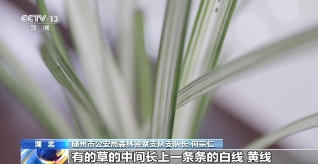 在山里直播采挖野生兰草还敢进行售卖?违法! 在山里直播采挖野生兰草还敢进行售卖?违法!