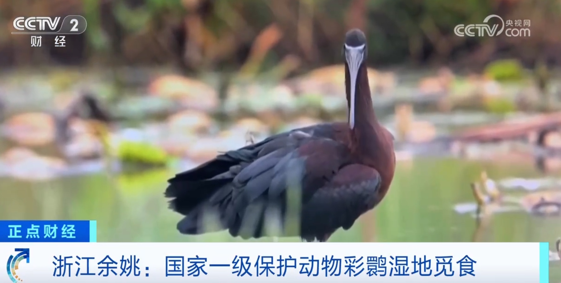 众鸟翔集、彩鹮觅食、雪豹“入镜” 美丽中国画卷在绿水青山间徐徐铺展 众鸟翔集、彩鹮觅食、雪豹“入镜” 美丽中国画卷在绿水青山间徐徐铺展