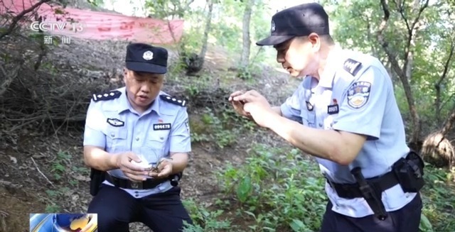 在山里直播采挖野生兰草还敢进行售卖?违法! 在山里直播采挖野生兰草还敢进行售卖?违法!