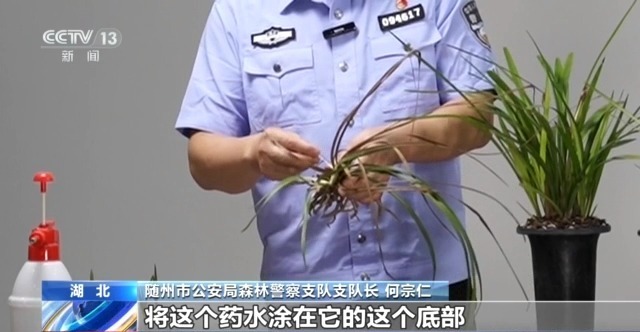 在山里直播采挖野生兰草还敢进行售卖?违法! 在山里直播采挖野生兰草还敢进行售卖?违法!