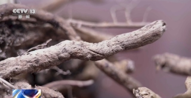 在山里直播采挖野生兰草还敢进行售卖?违法! 在山里直播采挖野生兰草还敢进行售卖?违法!