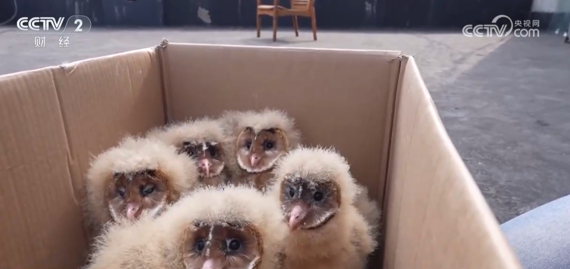 众鸟翔集、彩鹮觅食、雪豹“入镜” 美丽中国画卷在绿水青山间徐徐铺展 众鸟翔集、彩鹮觅食、雪豹“入镜” 美丽中国画卷在绿水青山间徐徐铺展