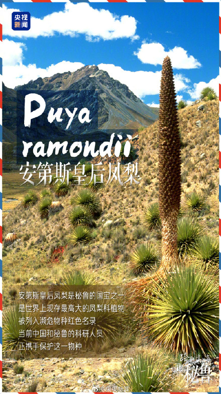 转存了解!秘鲁人把中国人叫做老乡 转存了解!秘鲁人把中国人叫做老乡