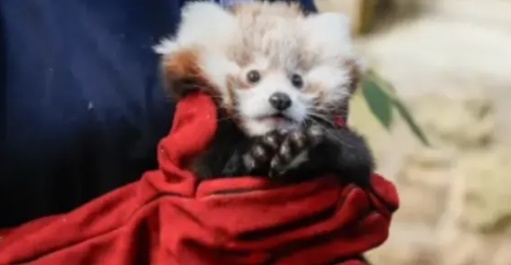 英媒:爱丁堡一只小熊猫幼崽死亡,可能因烟花燃放所致出现应激反应 英媒:爱丁堡一只小熊猫幼崽死亡,可能因烟花燃放所致出现应激反应