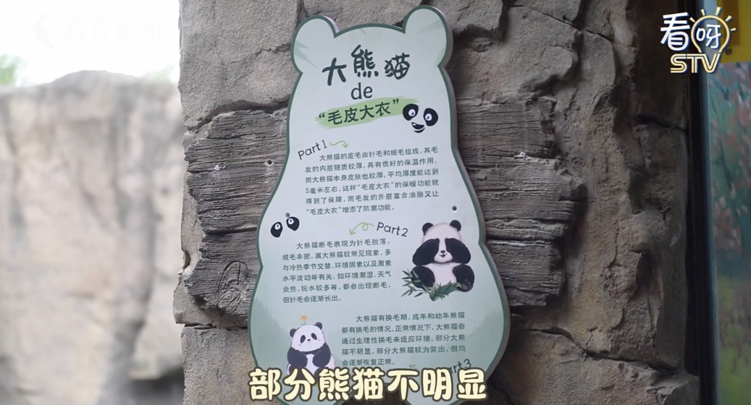 大熊猫“脱毛”?园方回应→ 大熊猫“脱毛”?园方回应→