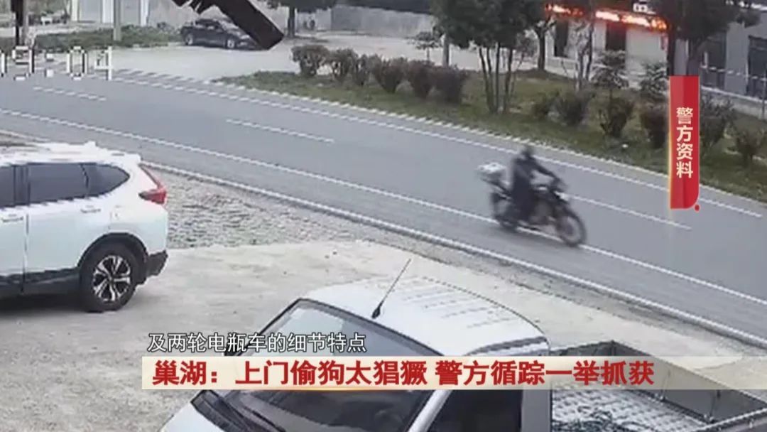 太猖獗！全副武装上门偷狗，监控拍下！警方出击！