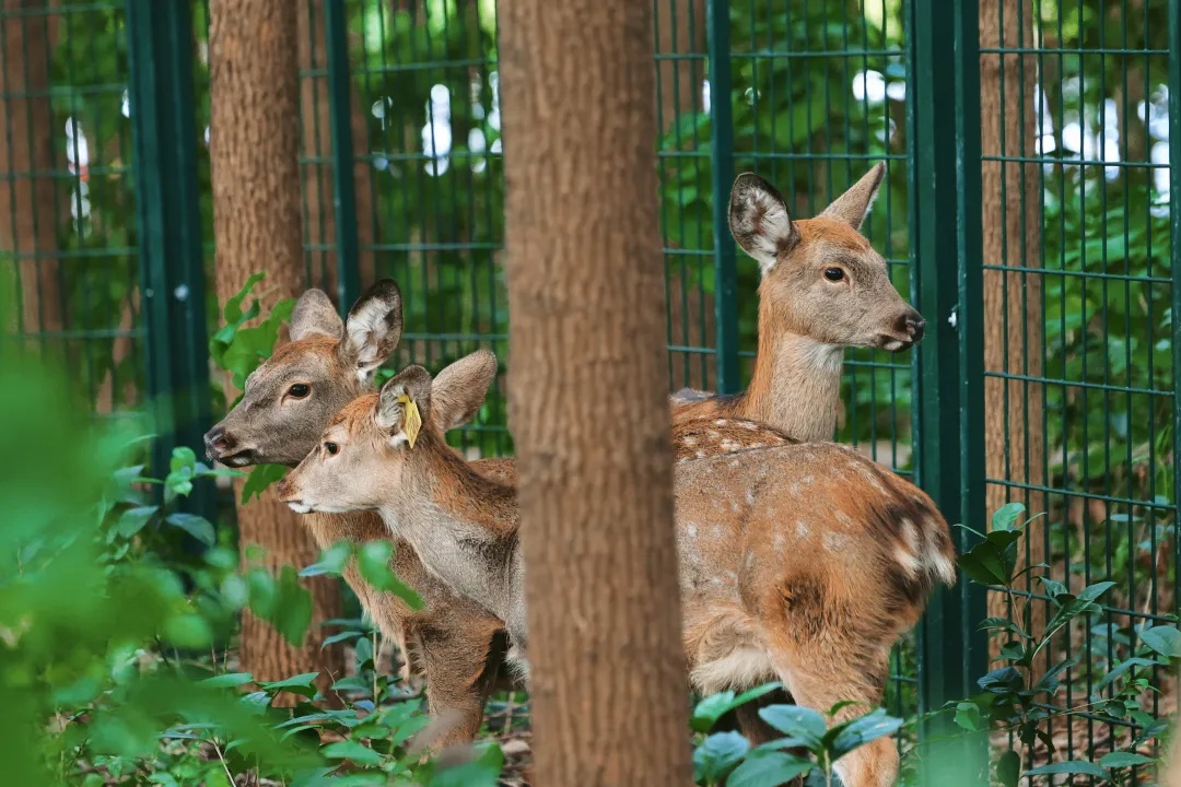 累了，秃了......高校：临时关闭！