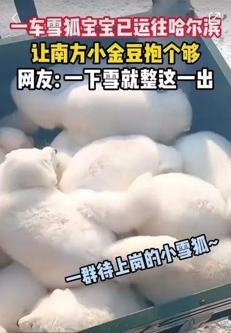 哈尔滨白狐又要开始“营业”了？多景区回应……当地文旅提醒
