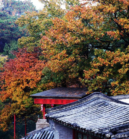 风景正当好！颐和园最近可以这样逛