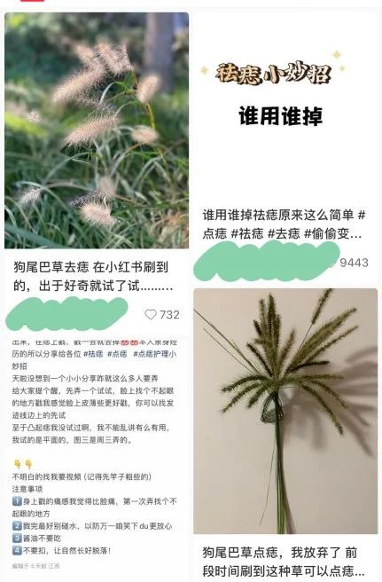 能治近视？最近这野草火了，重庆随处可见！网友：真的假的？