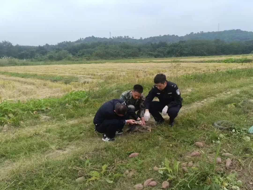 草鹭和猴面鹰！这个派出所十天内两次救助珍稀鸟类