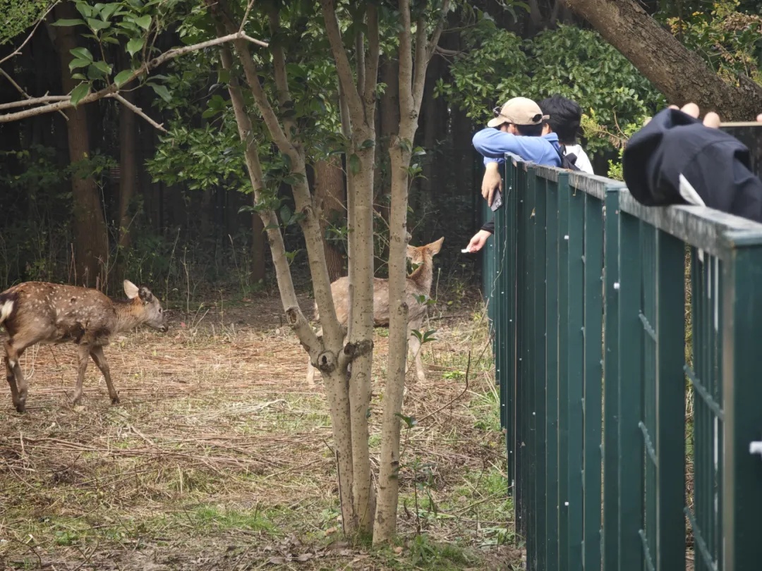 累了，秃了......高校：临时关闭！
