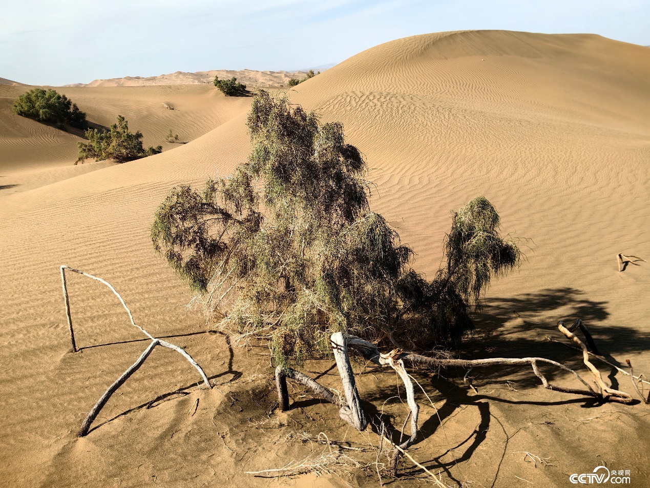 阳关保护区新认定15万亩天然梭梭林 至少已存活两百年