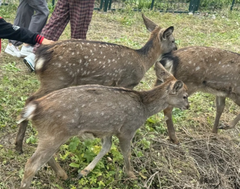 累了，秃了......高校：临时关闭！