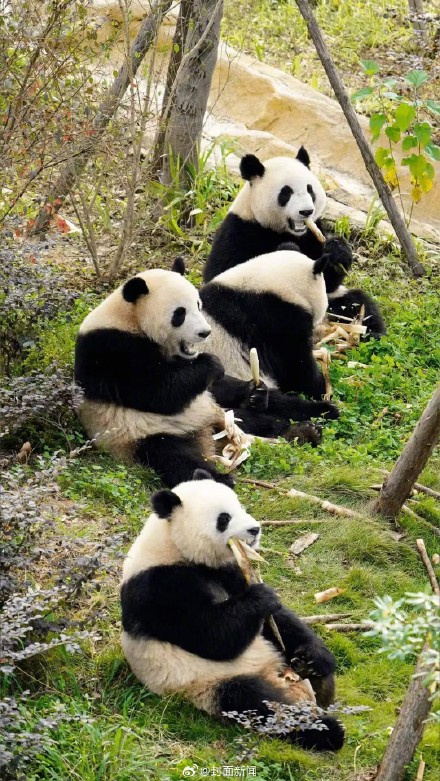 官方回应8岁娃终身禁入熊猫基地:不能因未成年网开一面 官方回应8岁娃终身禁入熊猫基地:不能因未成年网开一面