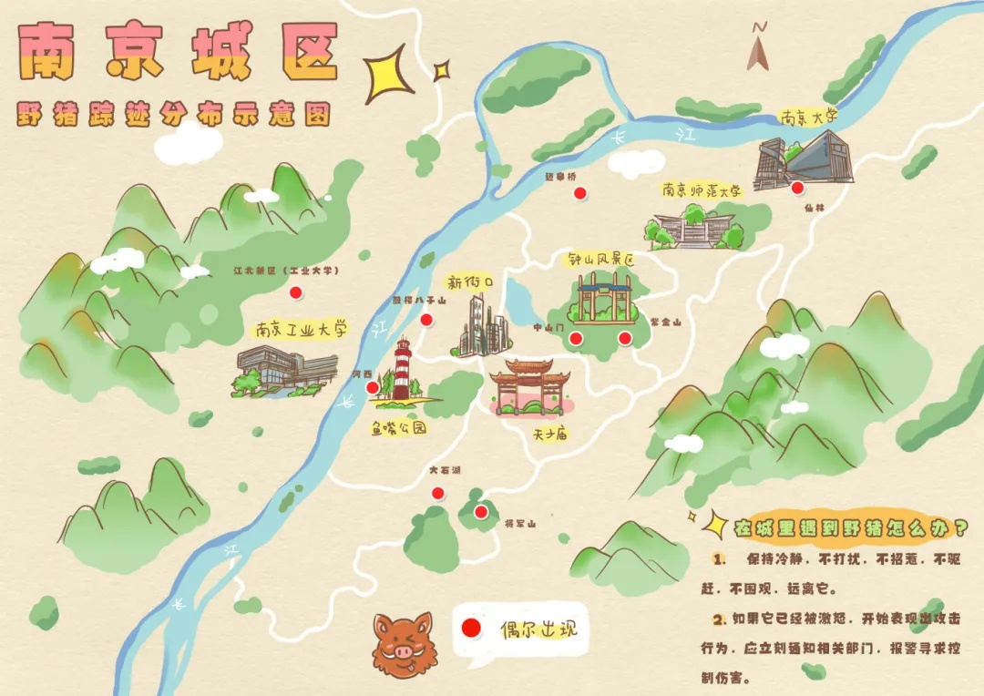 南京全域超5000只！野猪“撒野”怎么破？