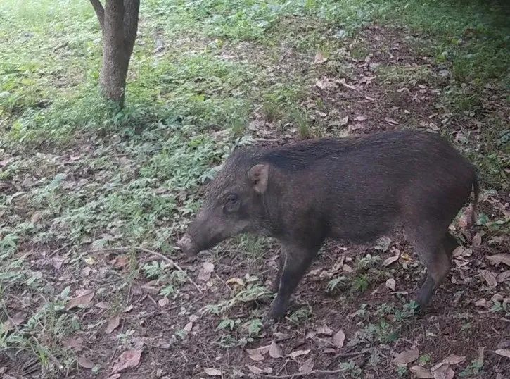 南京全域超5000只！野猪“撒野”怎么破？