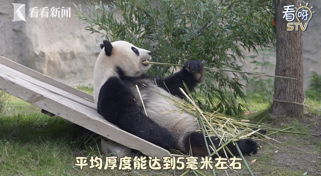大熊猫“脱毛”?园方回应→ 大熊猫“脱毛”?园方回应→
