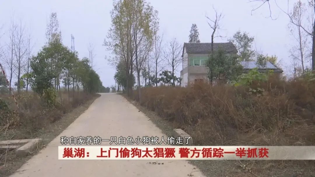 太猖獗！全副武装上门偷狗，监控拍下！警方出击！