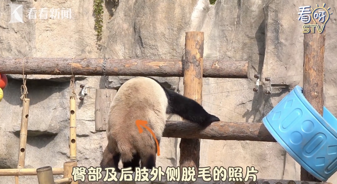 大熊猫“脱毛”?园方回应→ 大熊猫“脱毛”?园方回应→