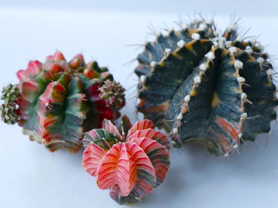 辐射量严重超标！广州海关查获一批进口货物