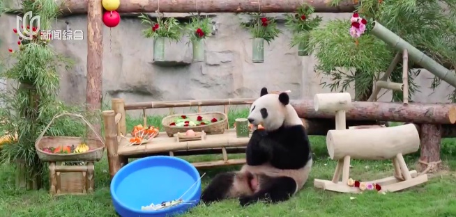 大熊猫“脱毛”?园方回应→ 大熊猫“脱毛”?园方回应→